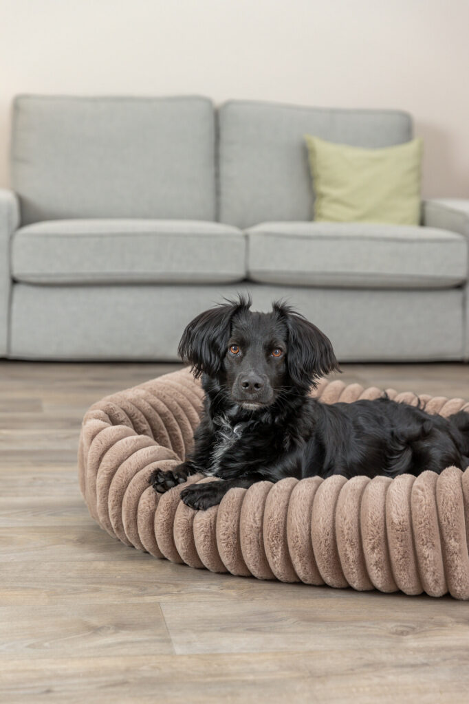 pho pro dog 374025 1